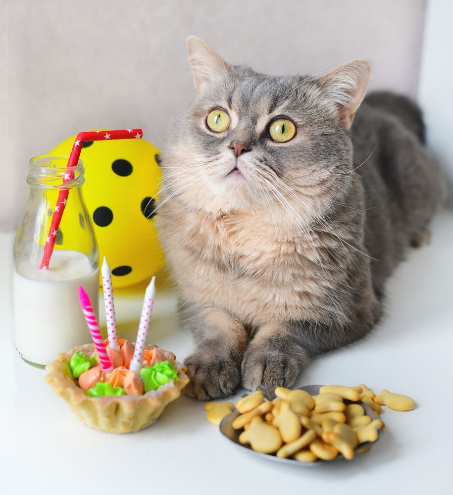 Birthday Cat