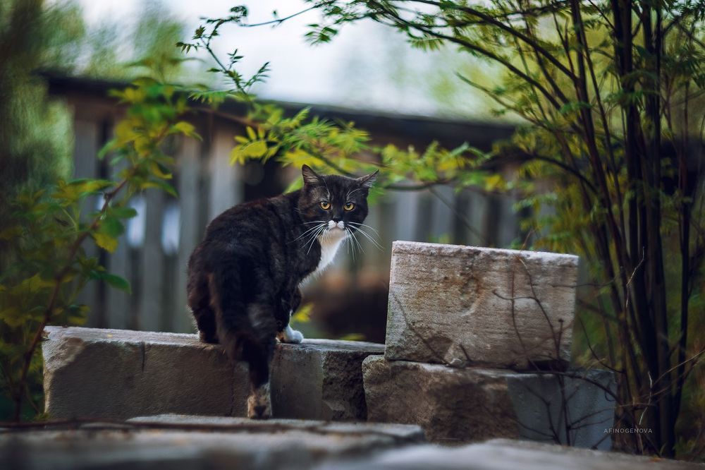 Назаборные коты