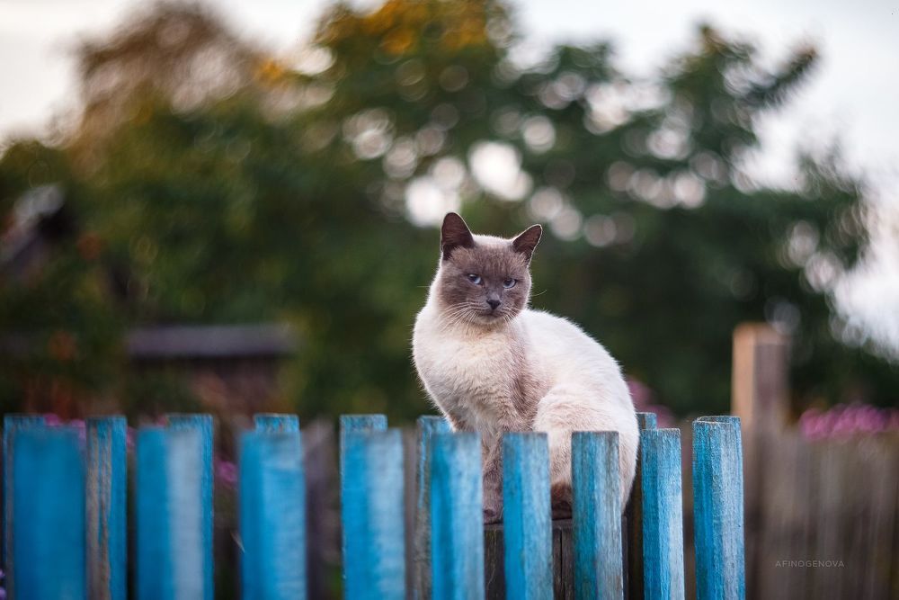 Назаборные коты