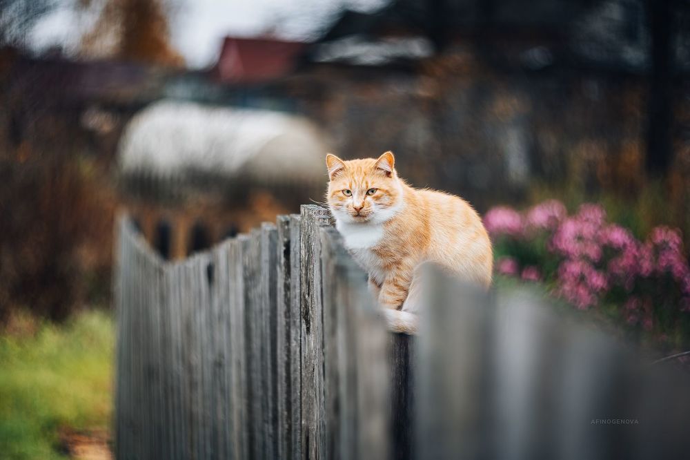 Назаборные коты