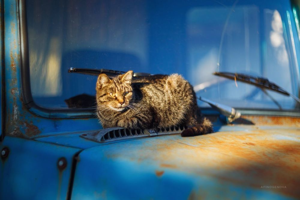 Назаборные коты