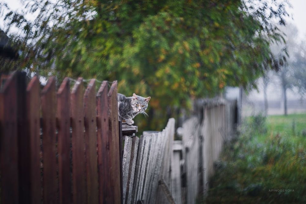 Назаборные коты
