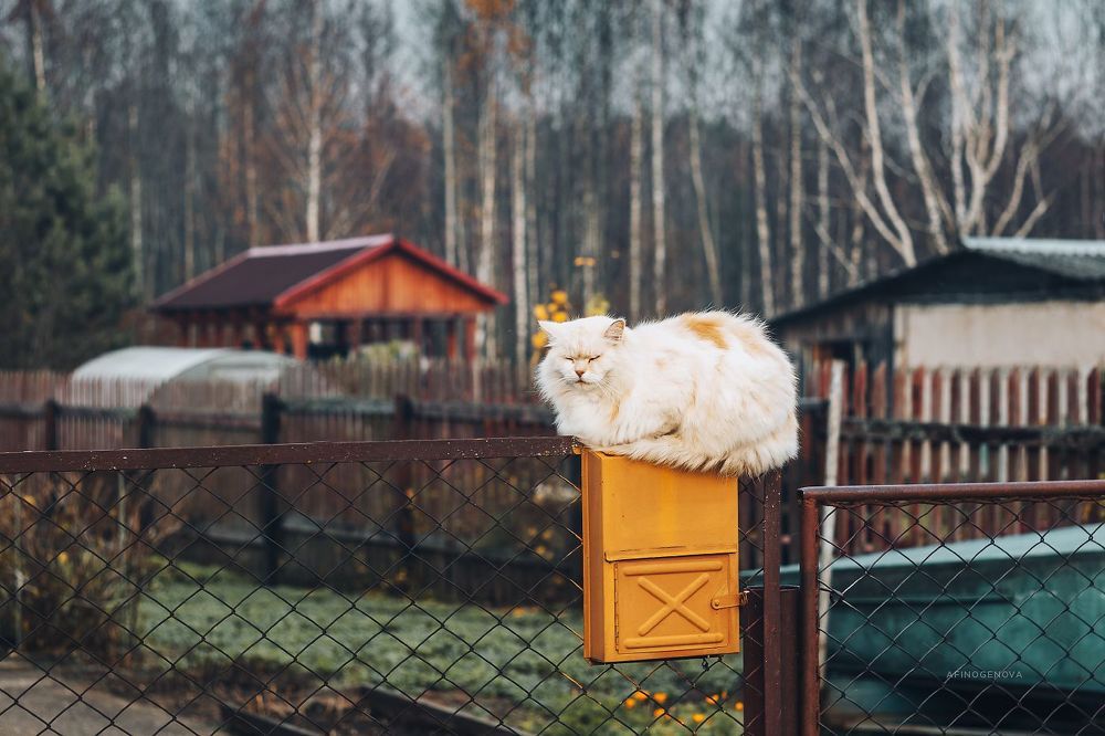 Назаборные коты