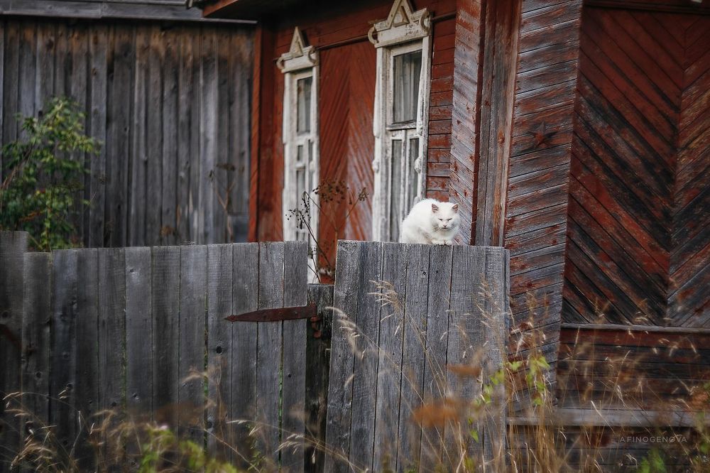 Назаборные коты