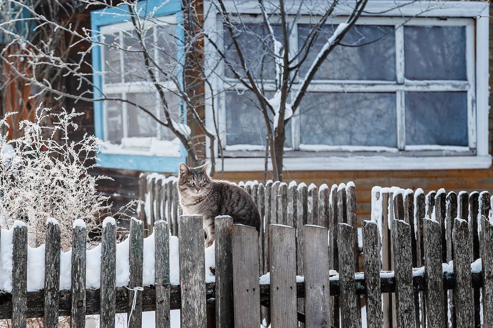 Назаборные коты