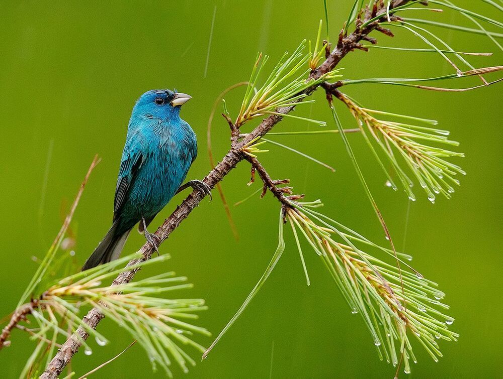 Индиговый овсянковый кардинал - Indigo Bunting