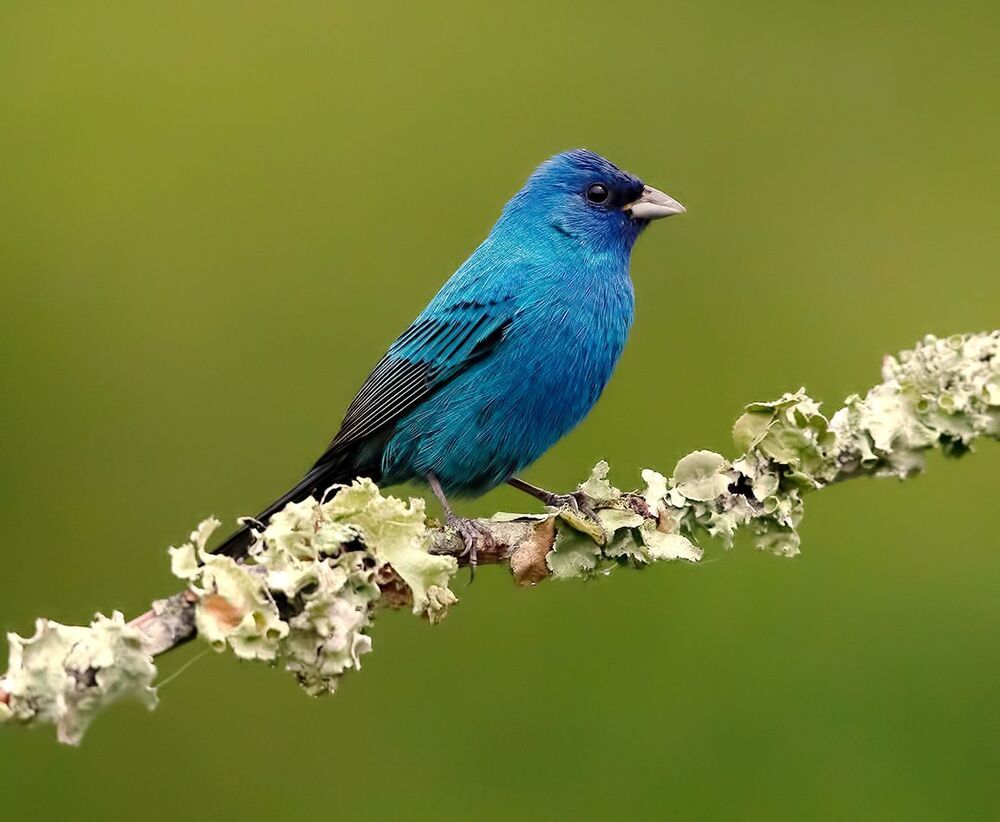 Индиговый овсянковый кардинал - Indigo Bunting