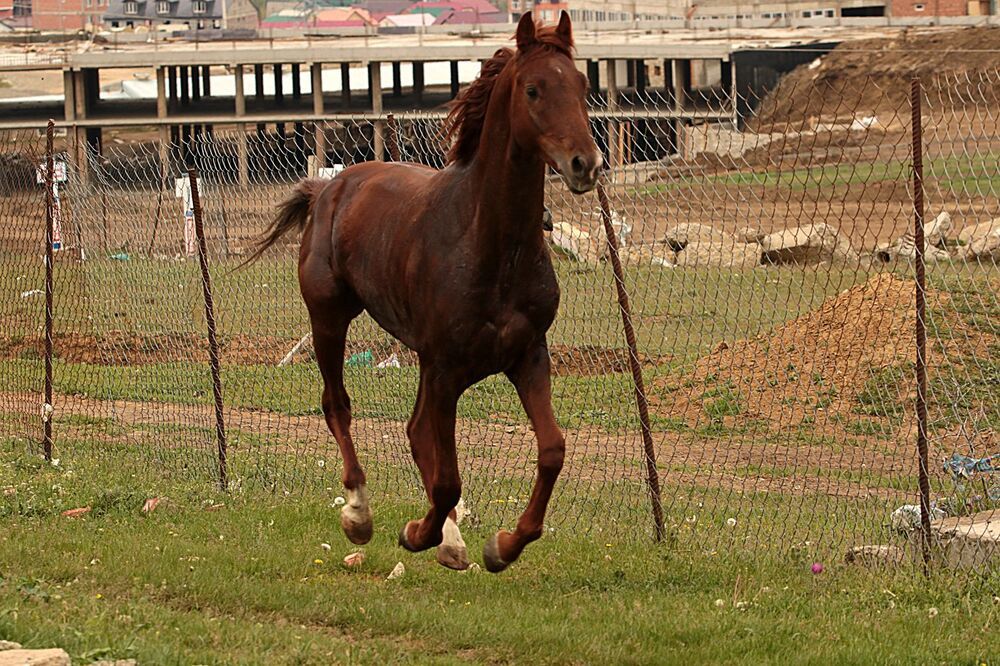 Свобода..