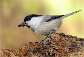 Русское название \