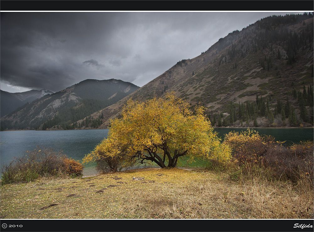 Осенняя ива.
