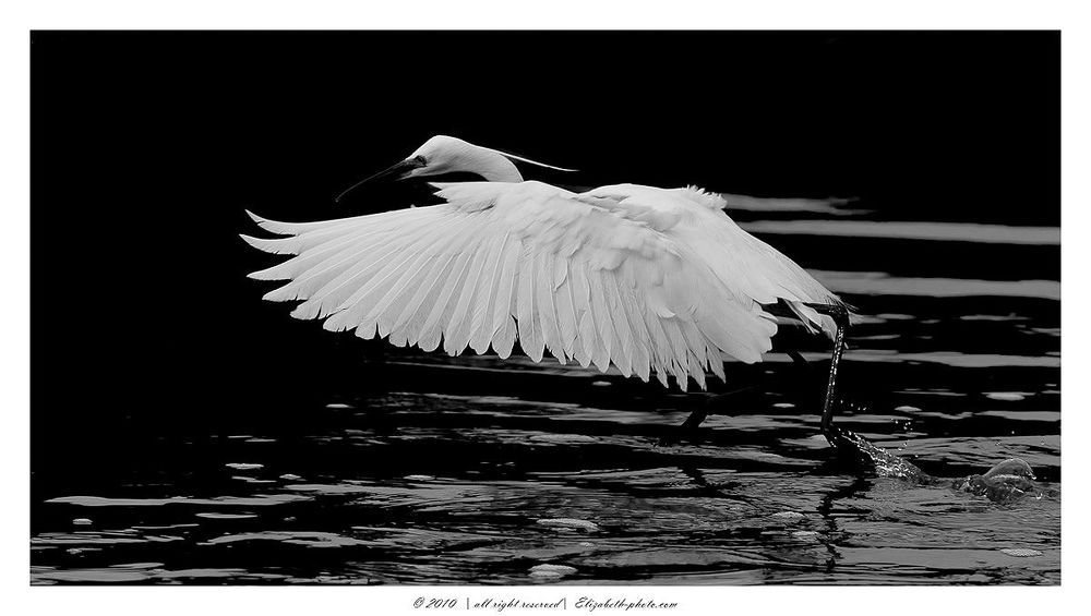Little Egret