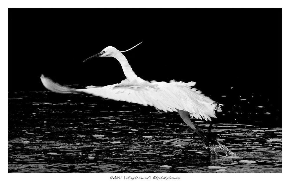 Little Egret