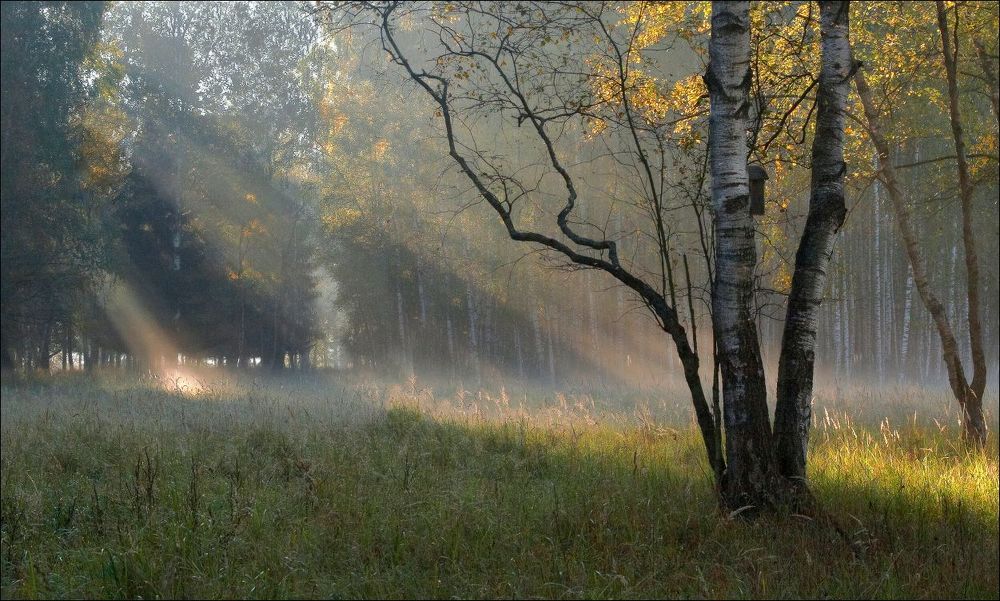 Осенним утром в заповеднике.