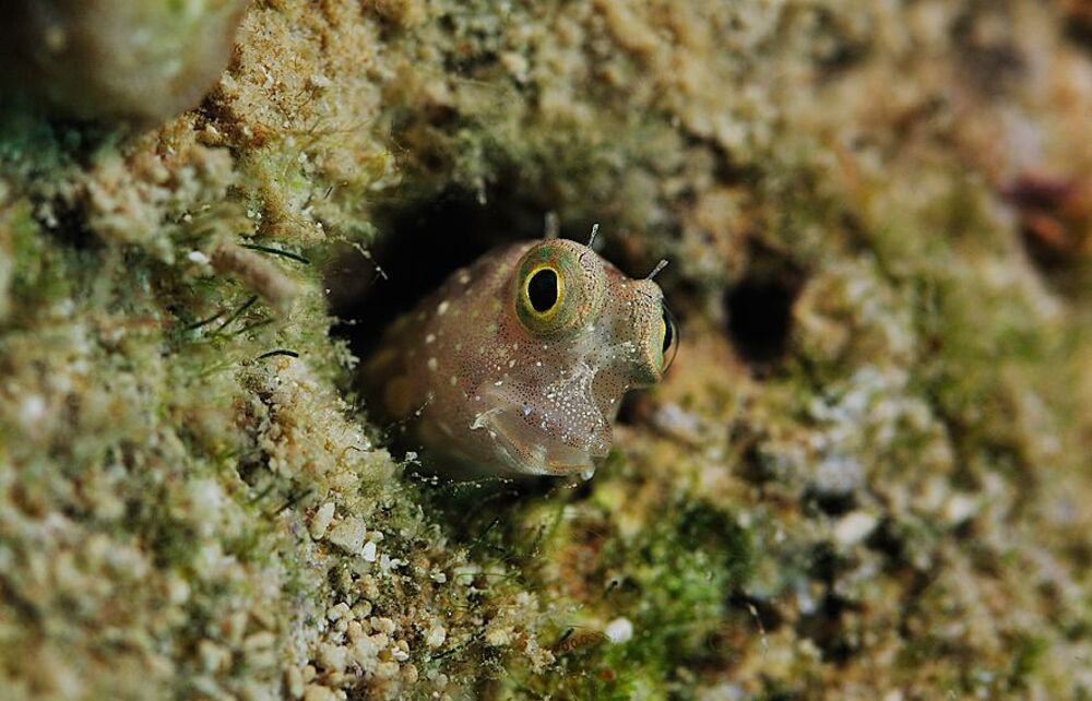 Blenny (Собачка по-нашему)