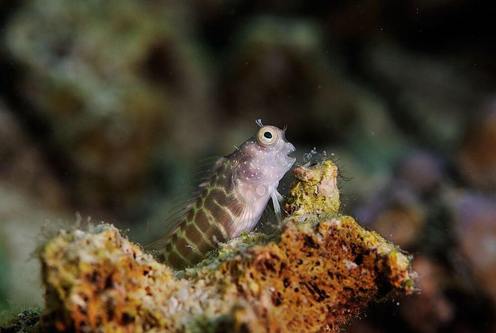 Blenny (Собачка по-нашему)