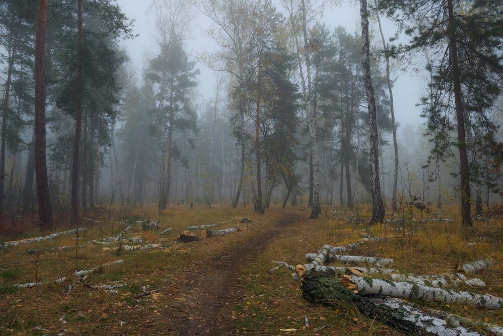 Сонный лес в октябрьской мгле притих
