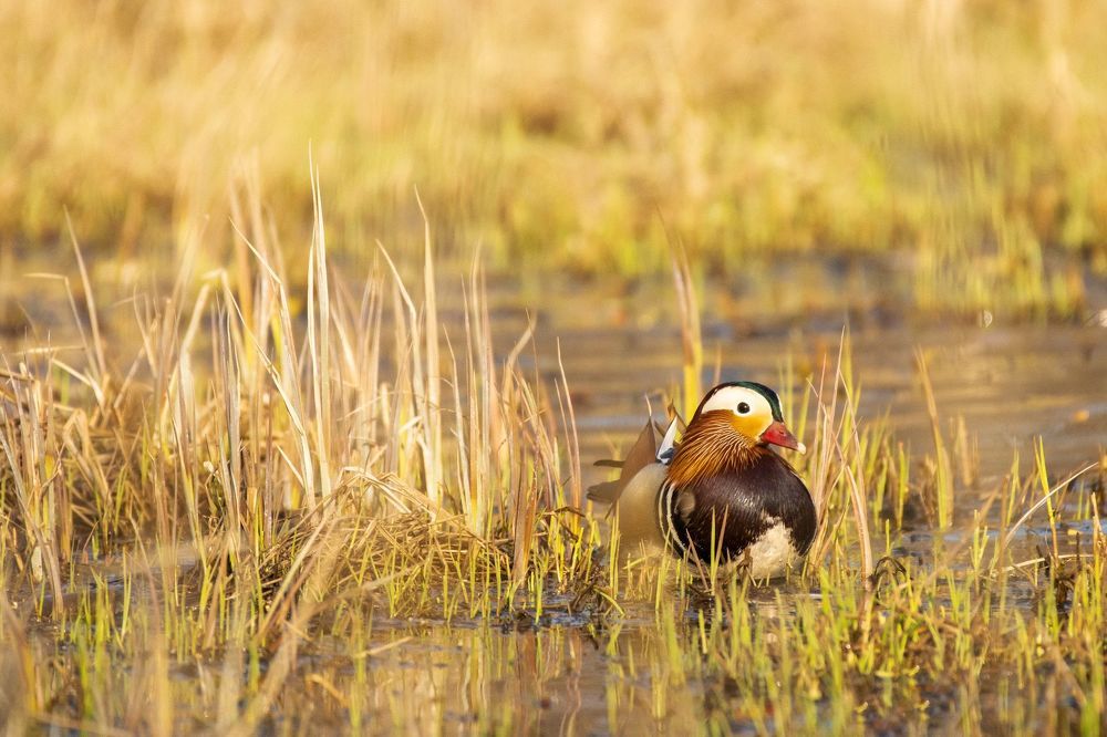 Mandarin Duck