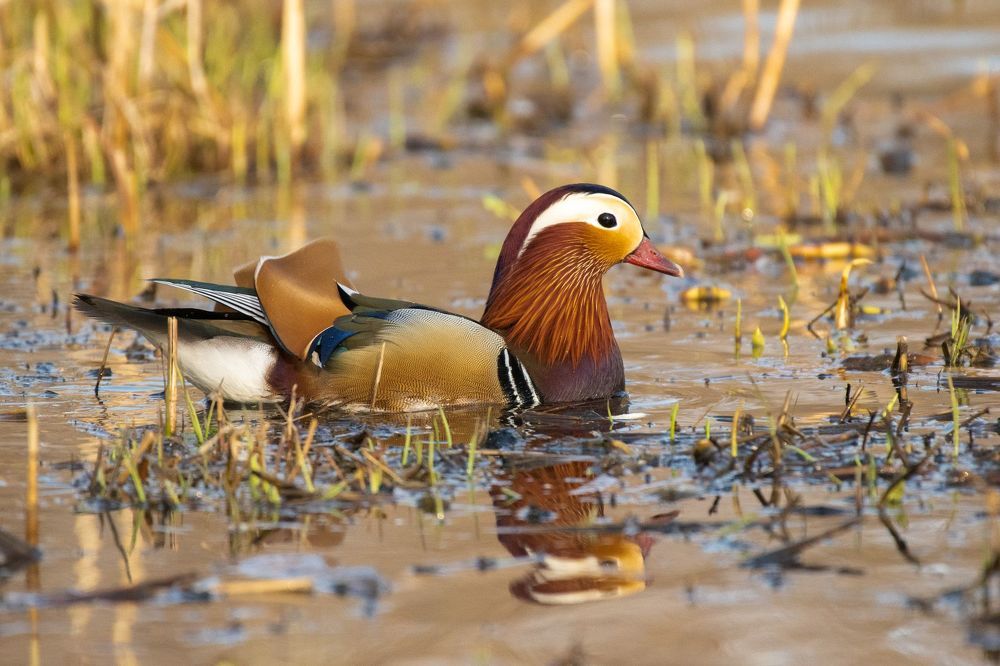 Mandarin Duck