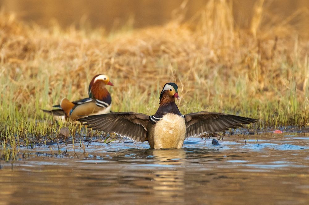 Mandarin Duck