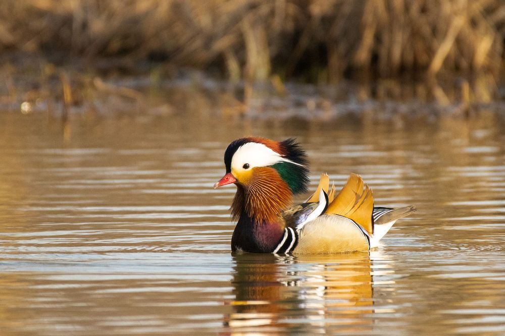 Mandarin Duck