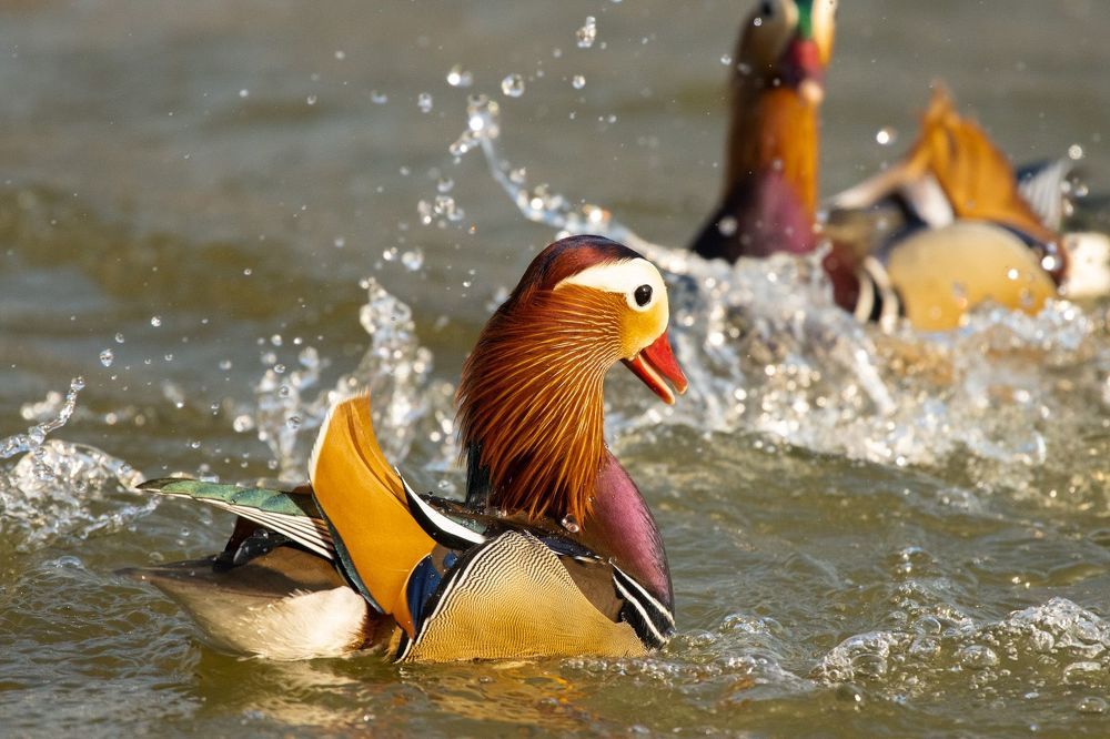 Mandarin Duck