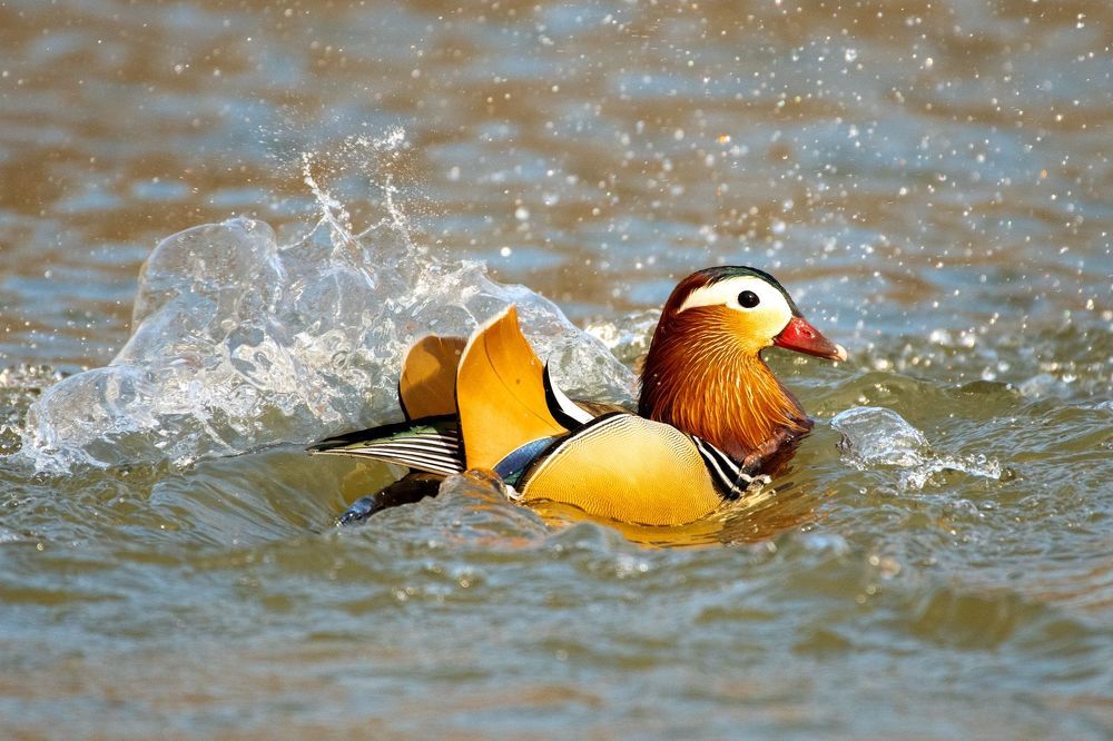 Mandarin Duck