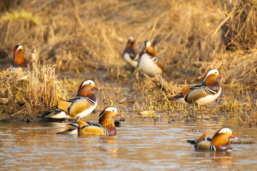 Mandarin Duck