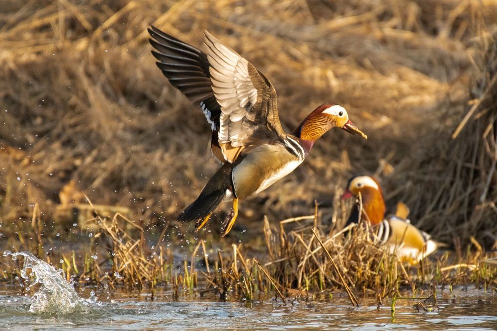 Mandarin Duck