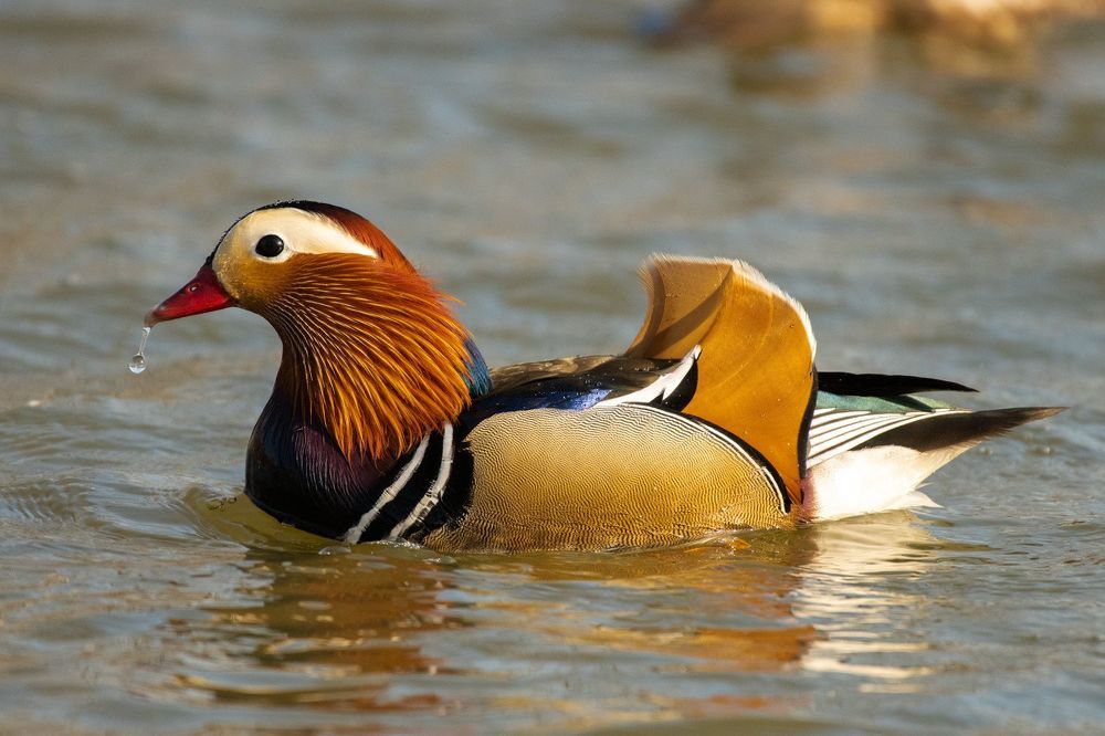 Mandarin Duck