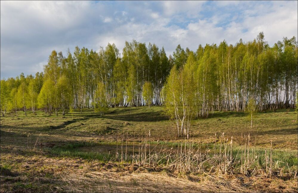 Молодая зелень берёз вечером
