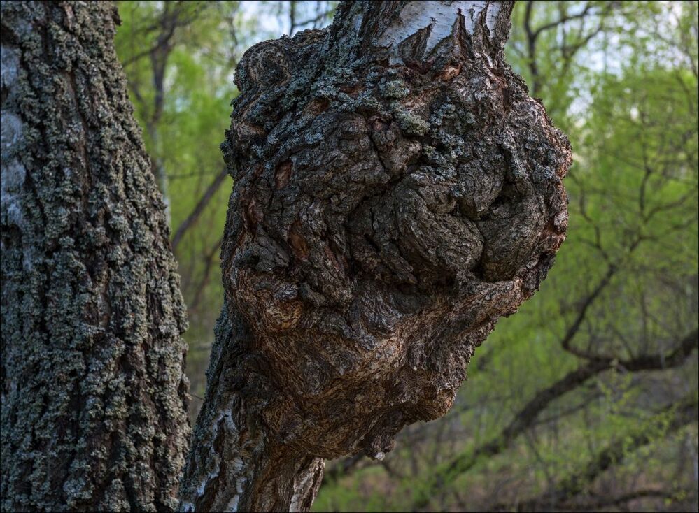 Берёзовая королева