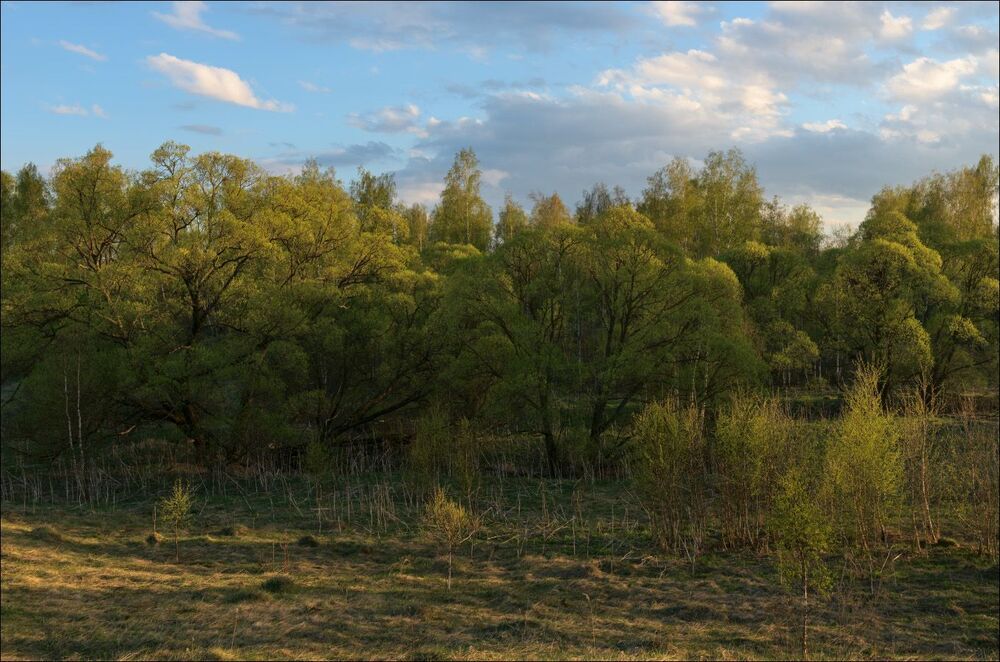 Вечер в майском лесу