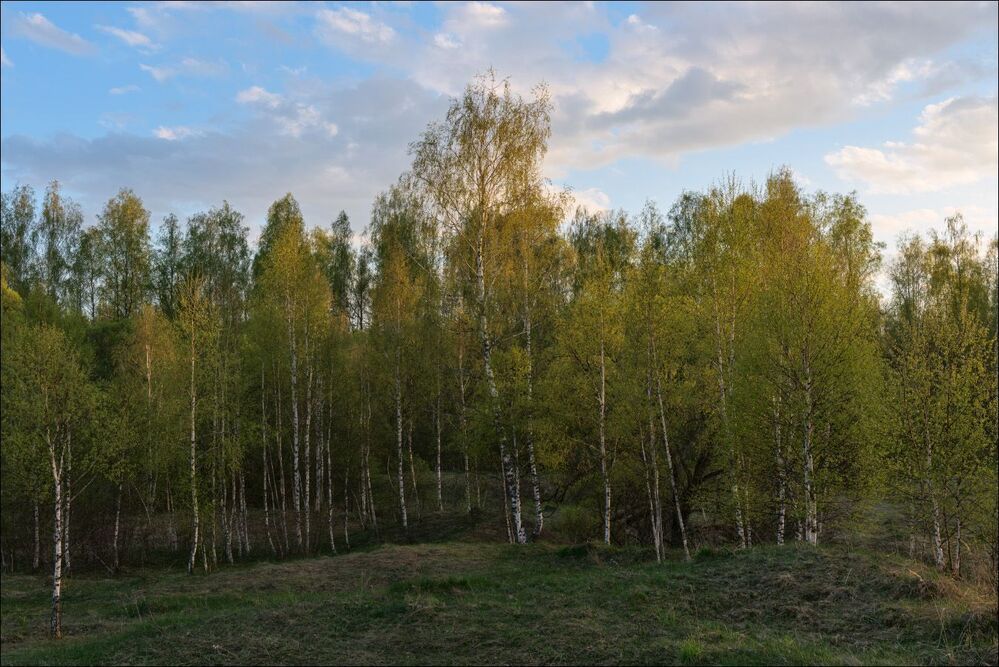 Последний лучик на молодой зелени
