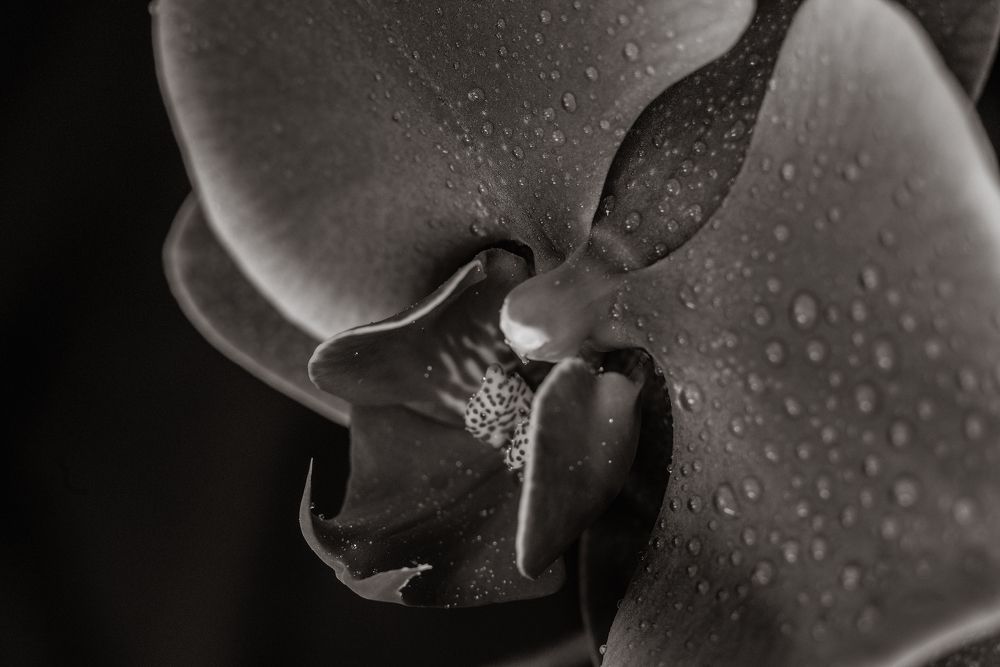 Photo 1701555