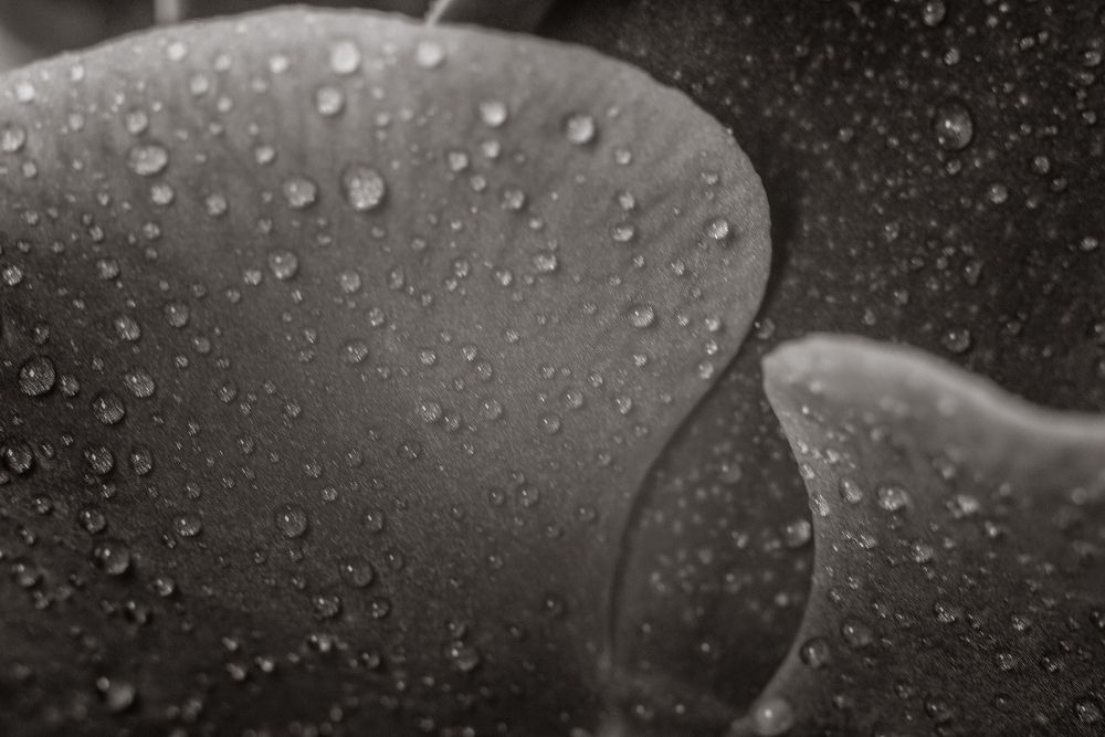 Photo 1701556