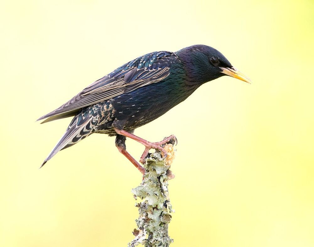 Обыкновенный скворец - European Starling