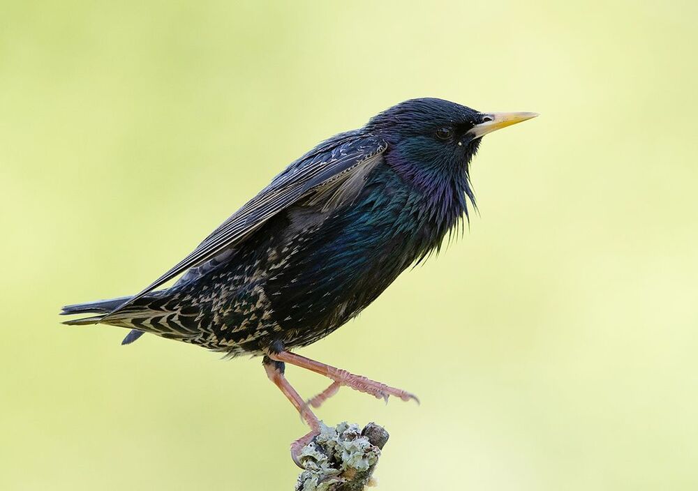 Обыкновенный скворец - European Starling