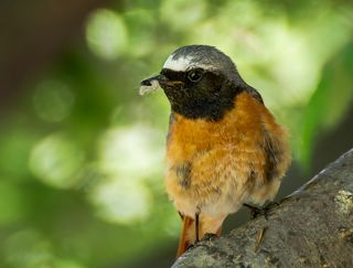 горихвостка (самец) с гусеницей..