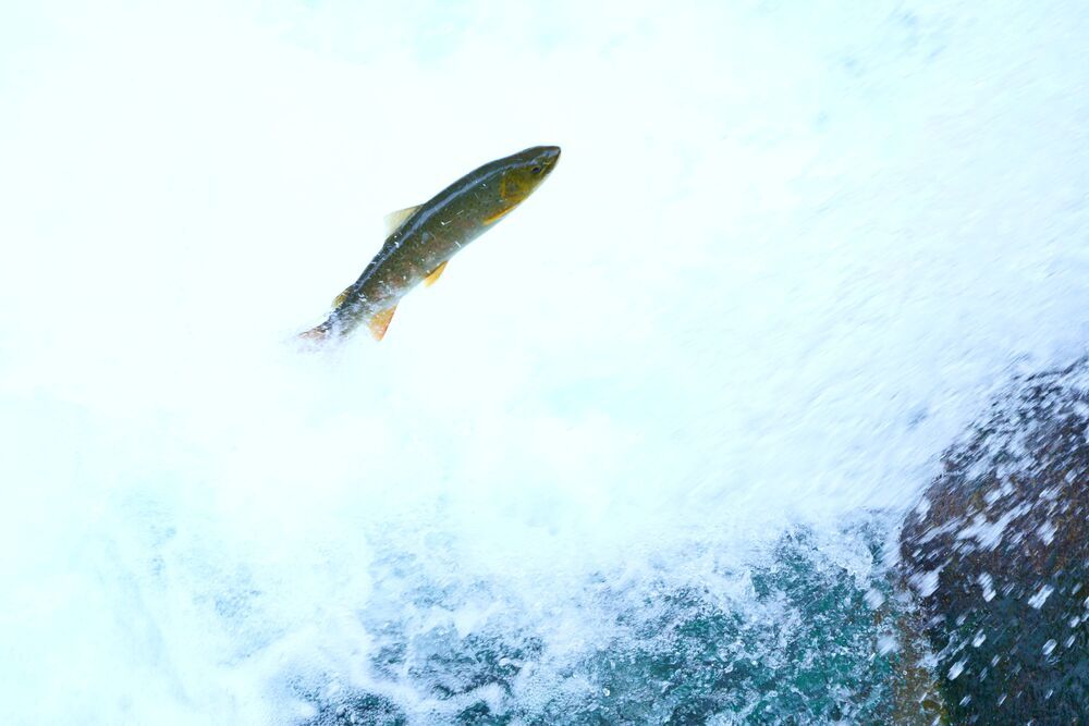 Trout jumps