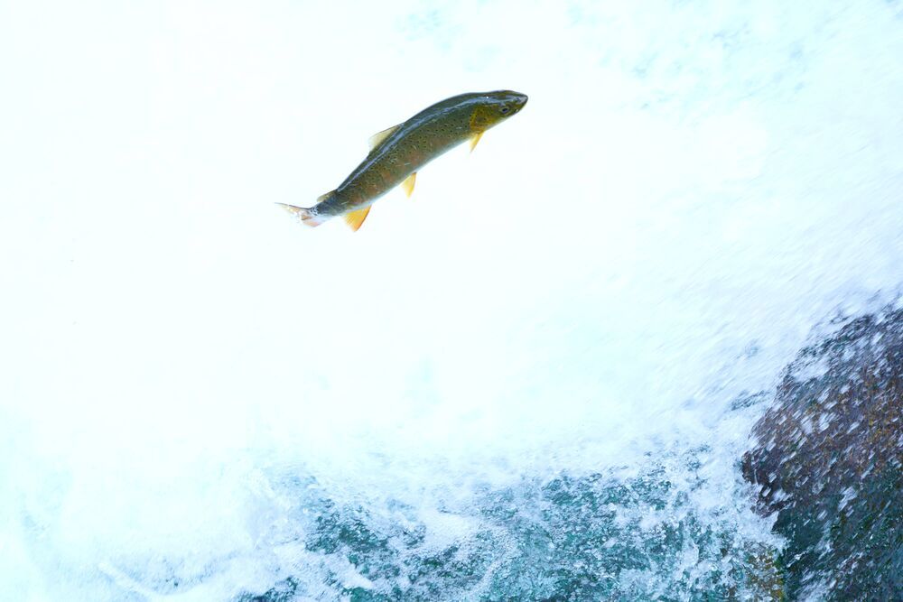 Trout jumps