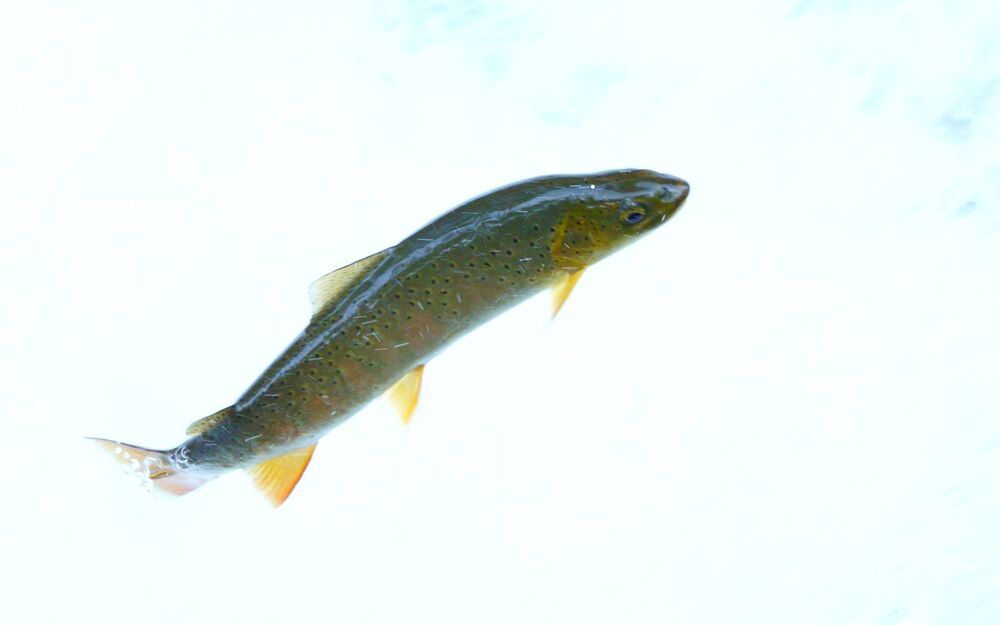 Trout jumps