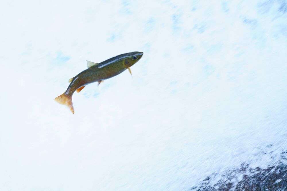 Trout jumps