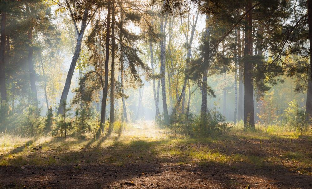 Обласкан солнцем, лес проснулся