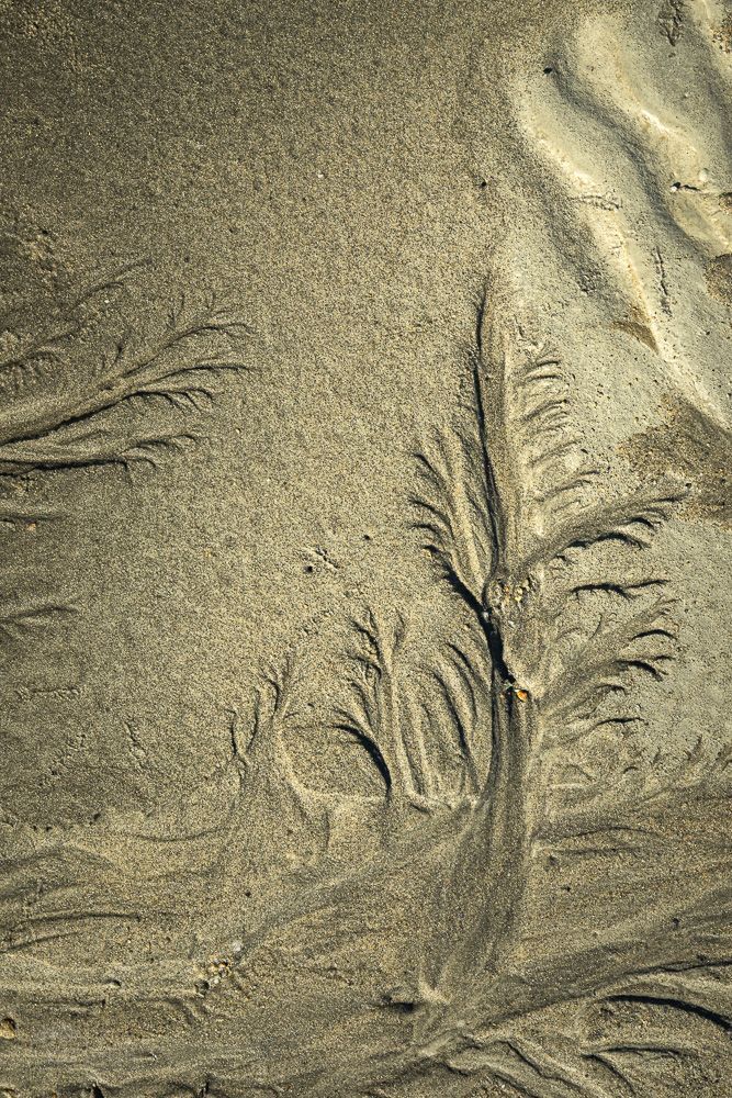 Sand forest
