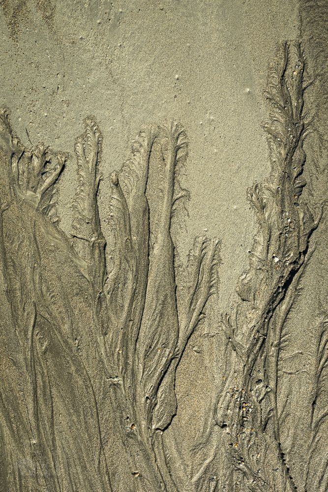Sand forest