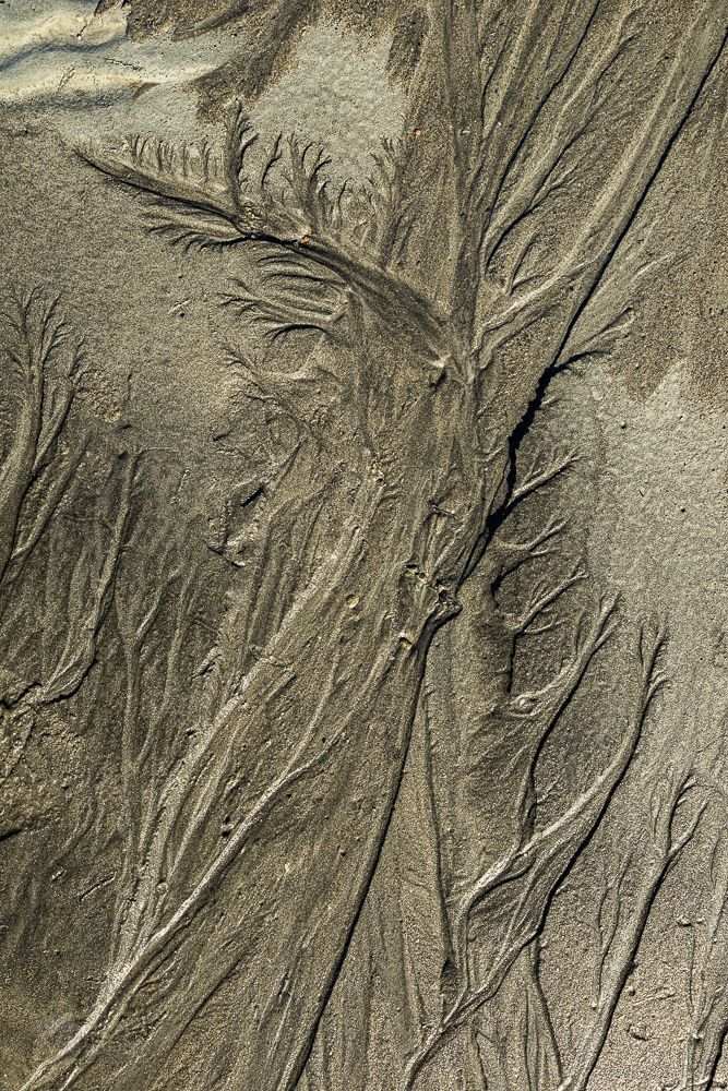Sand forest