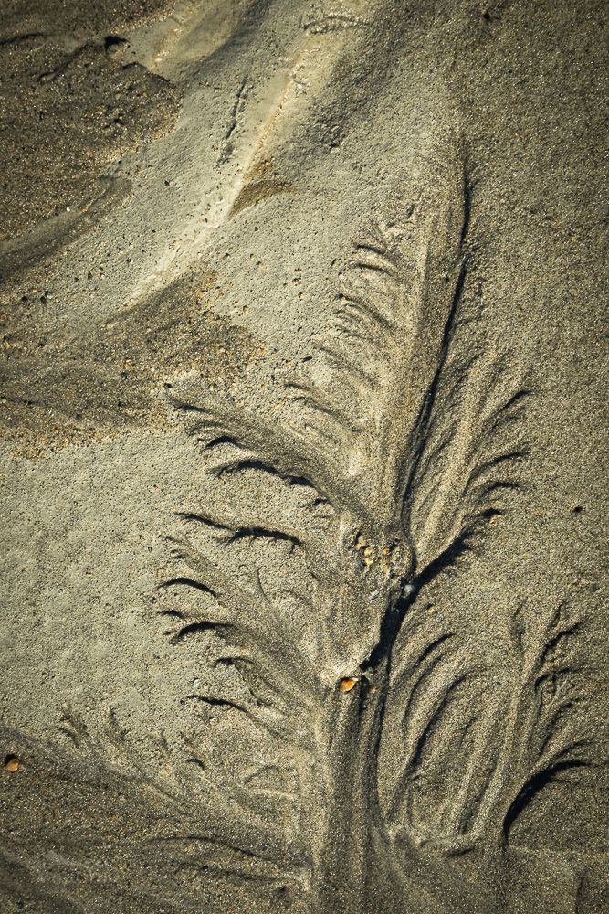 Sand forest