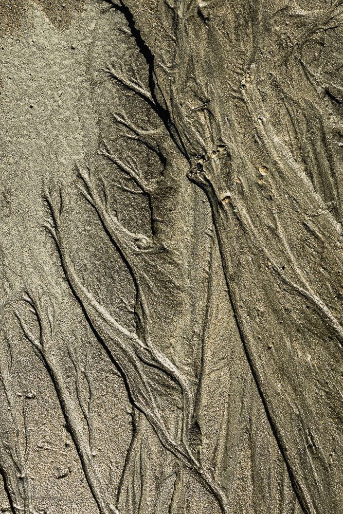 Sand forest