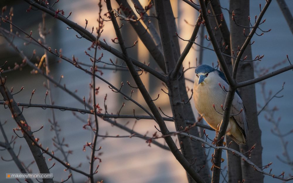 Photos from the Backyard | Кваква Обыкновенная