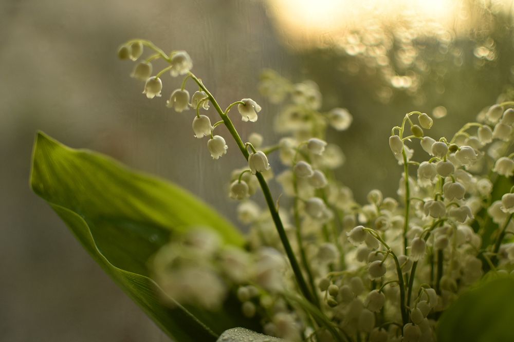 Ландыши